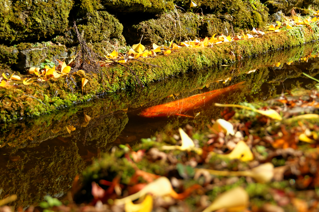 紅葉の終盤・・・君とは去年も会えたね