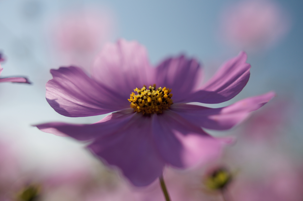 コスモス祭りⅤ