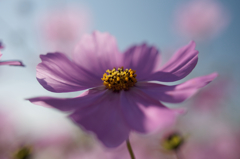 コスモス祭りⅤ