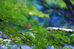 ちょっぴり早い紅葉かな...せっかちさん