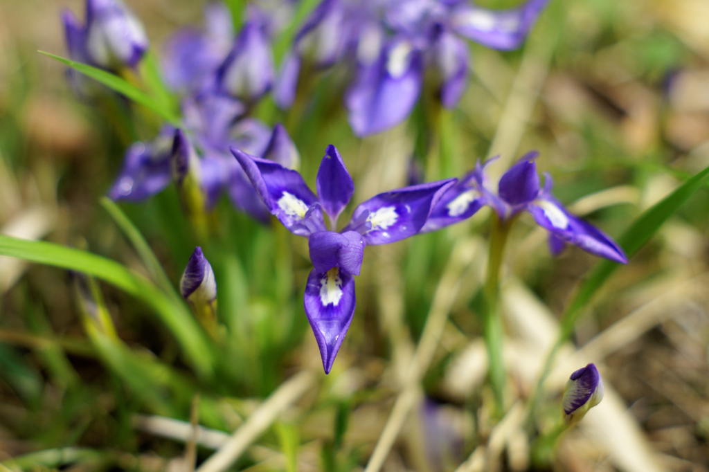 小さなアピールⅣ