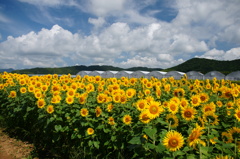 夏空と夏花の海Ⅱ