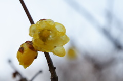 蝋梅...蝋細工Ⅱ