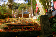 紅葉の終盤・・・踏めないょ