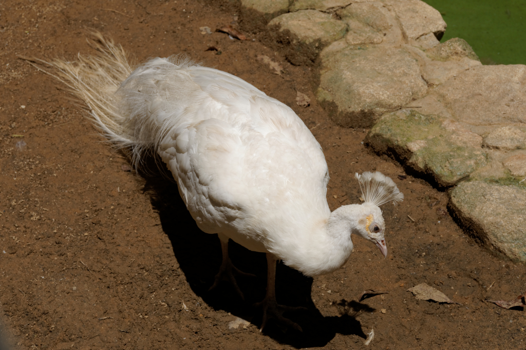 白鳥？？