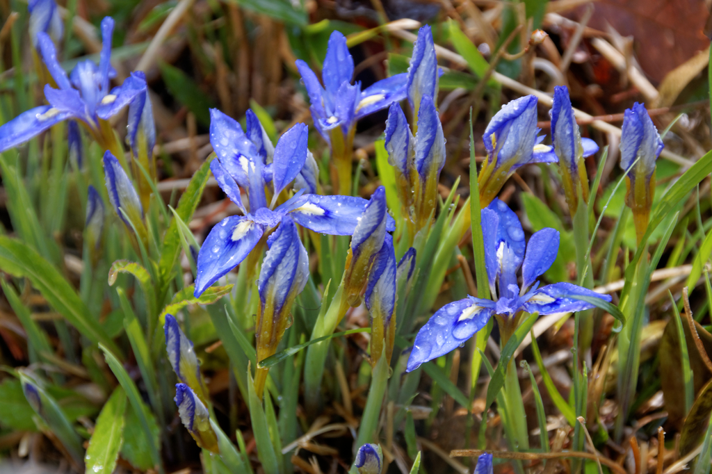 雨に濡れても美しく