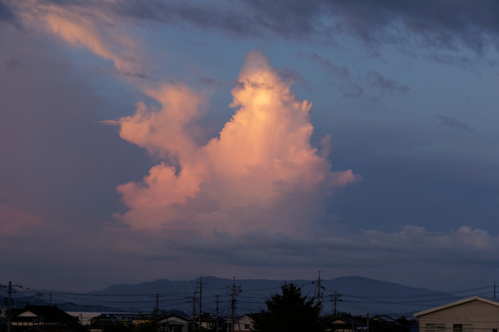 夕暮れのサギ