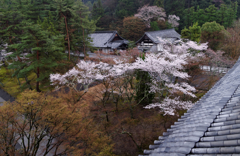 鳩の気分　Ⅱ