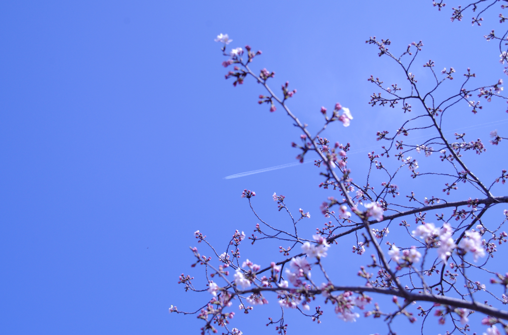 流星．．．なわけない