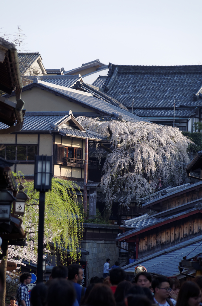 明保野亭　枝垂れ桜