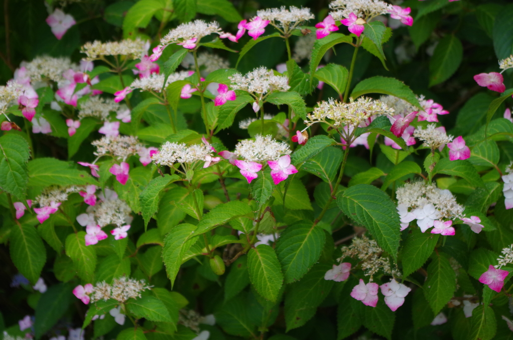 これも紫陽花Ⅱ