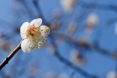 ちょっぴり早咲き