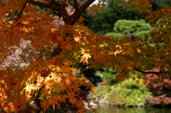 ちょっぴり早い紅葉かな...みかん色