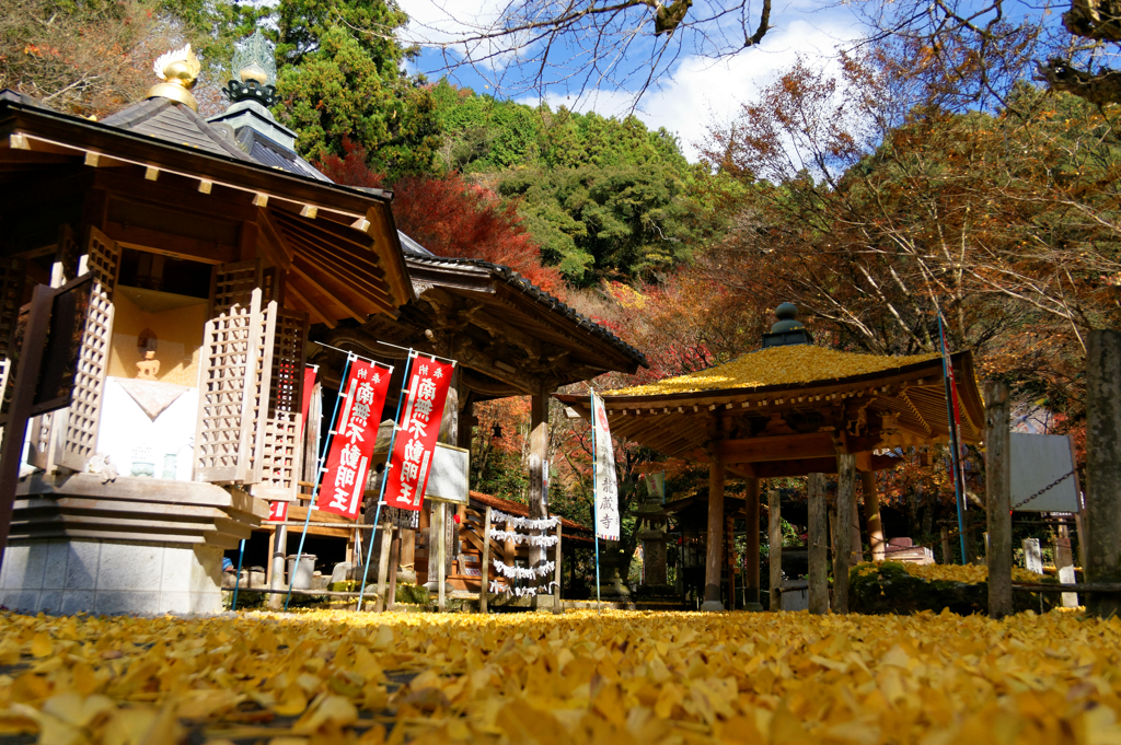 紅葉の終盤・・・黄金Ⅴ