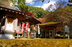 紅葉の終盤・・・黄金Ⅴ