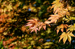 春の紅葉
