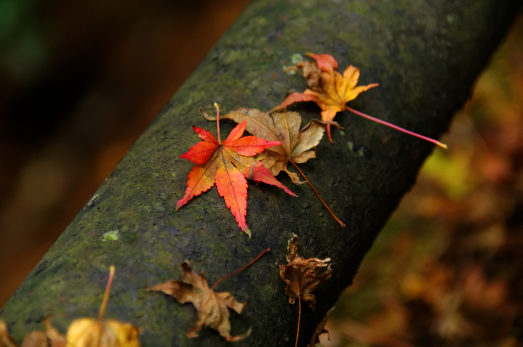 手摺の紅葉