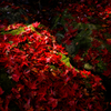 紅葉の終盤・・・焔Ⅱ