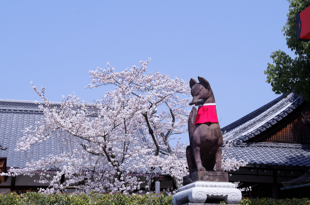 桜　ベストタイミングやん