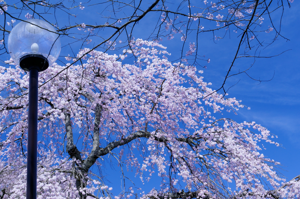 快晴桜