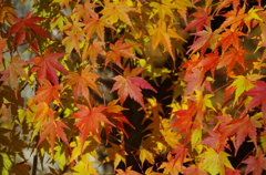 待ち遠しい秋・両足寺Ⅱ