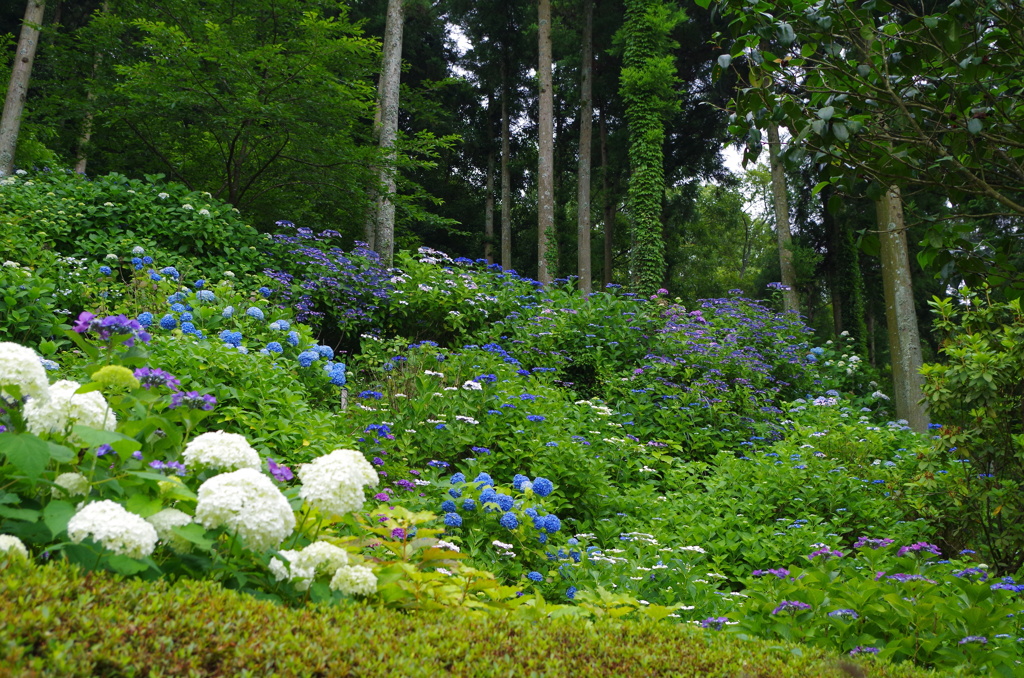 紫陽花の森