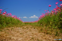 花の滑走路