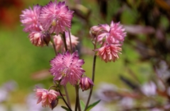 可憐に見惚れて