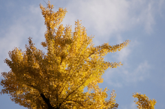 龍蔵寺の紅葉Ⅴ