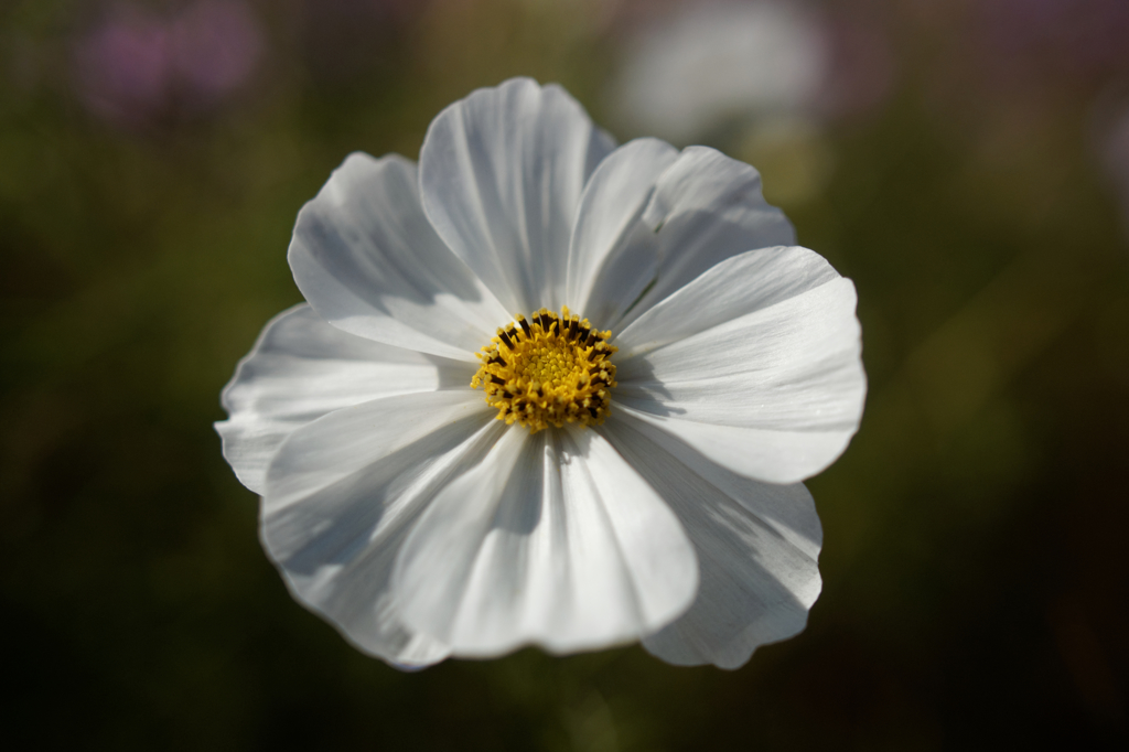コスモス祭りⅥ