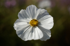 コスモス祭りⅥ