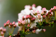 三分咲き・・・Ⅱ