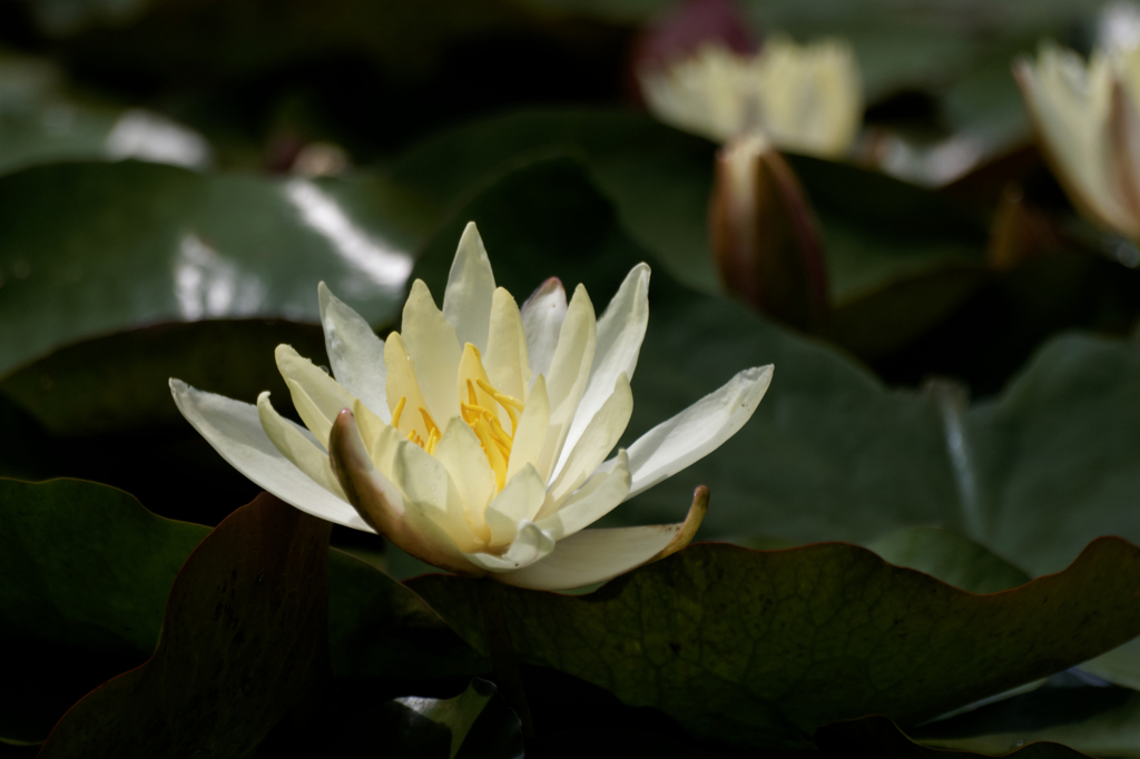 白一点