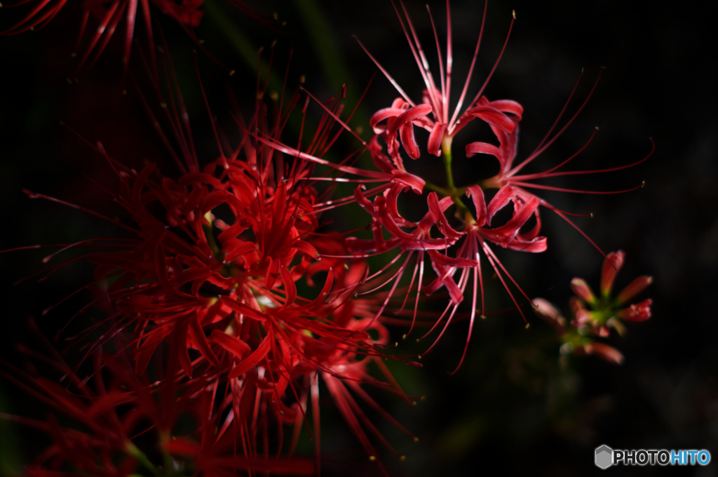 打ち上げ花火