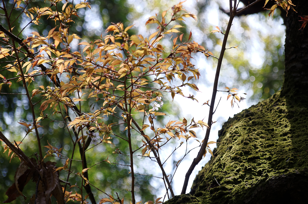 千本鳥居・・・わき道の、葉桜