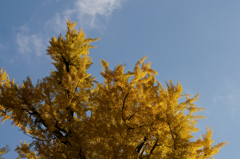 龍蔵寺の紅葉Ⅳ