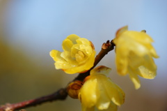 蝋梅...蝋細工Ⅲ