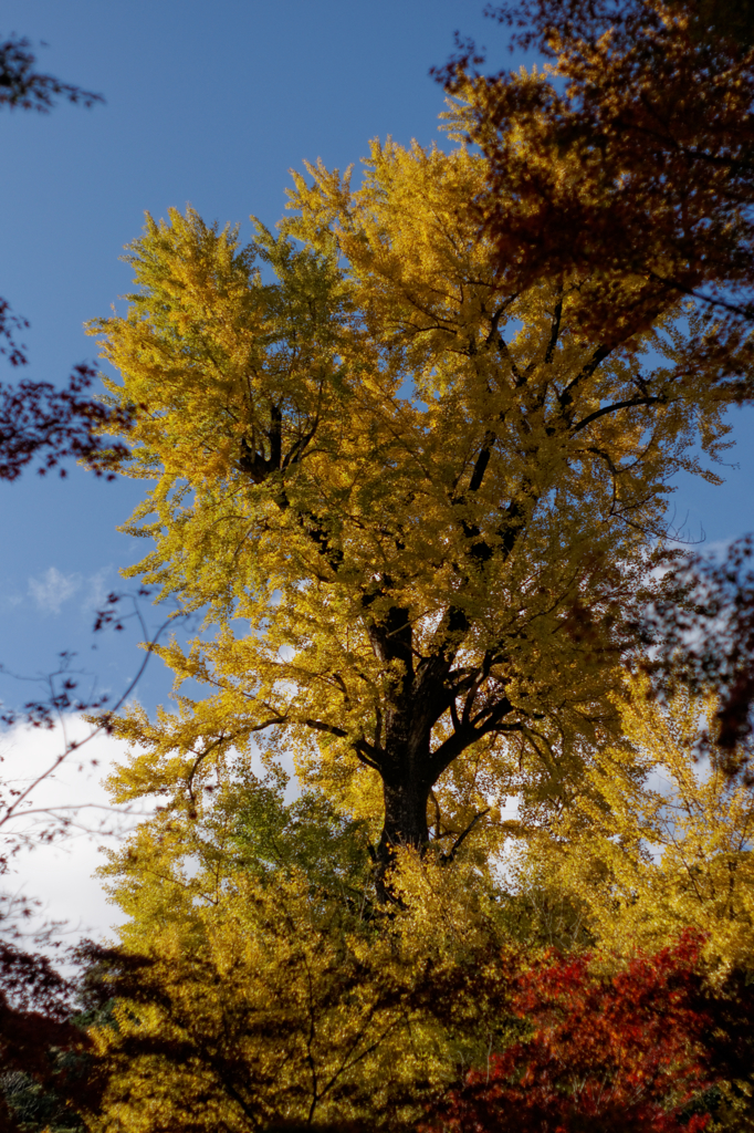 龍蔵寺の紅葉Ⅶ
