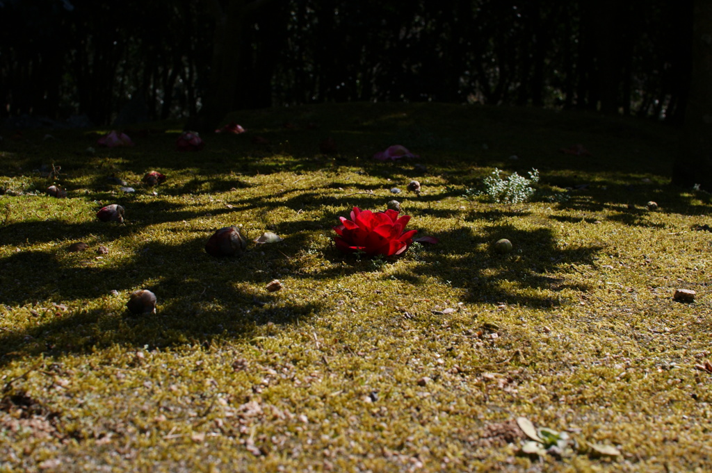 地上の華