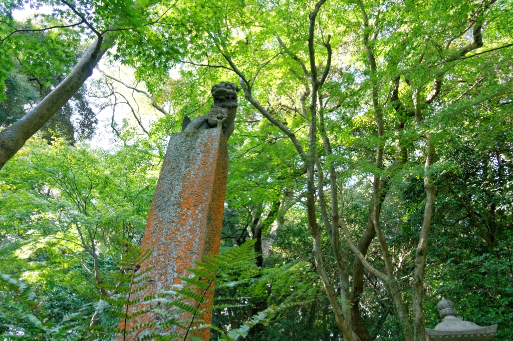 ちょっぴり早い紅葉かな...見上げれば