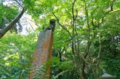 ちょっぴり早い紅葉かな...見上げれば