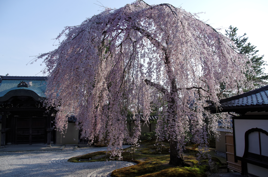 夕暮れの枯山水・・・枝垂れ桜　Ⅱ