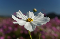 コスモス祭りⅦ