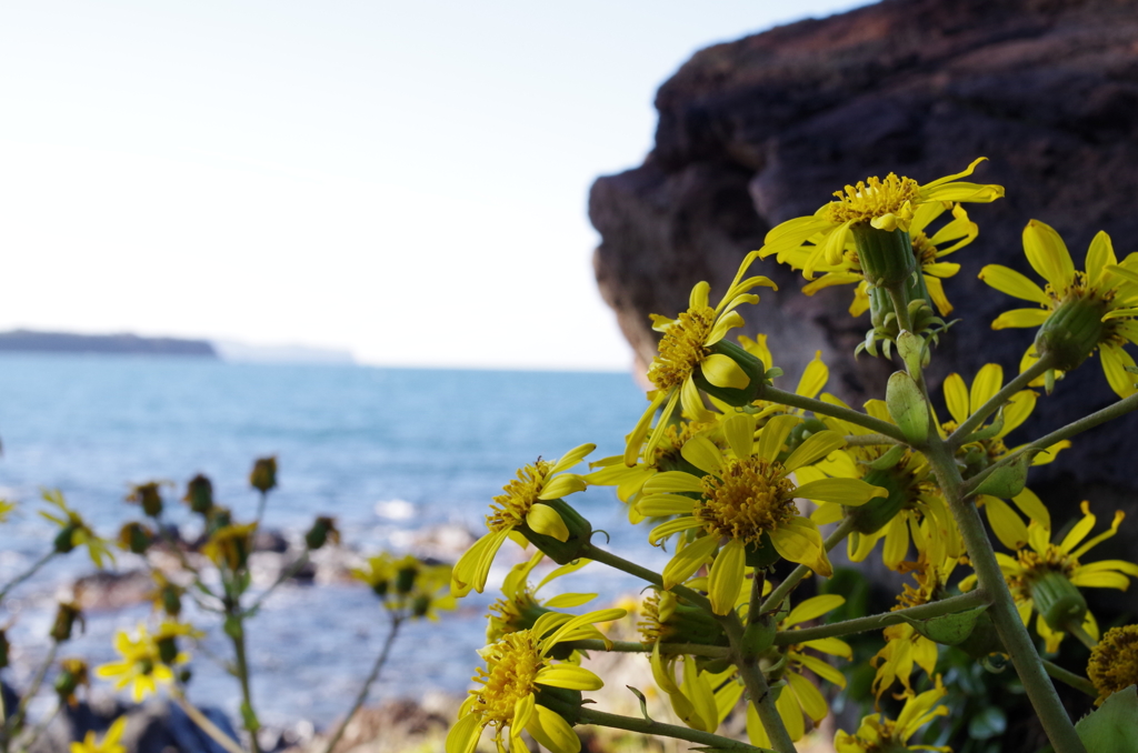 萩笠山・・・海風にゆれる花