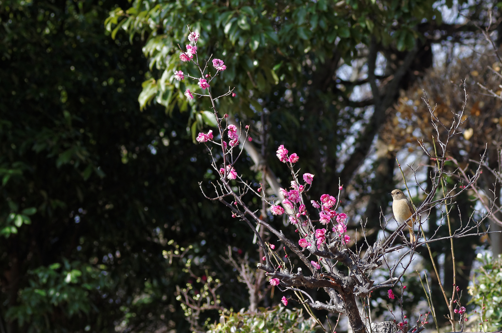 鳥の名前は？？？