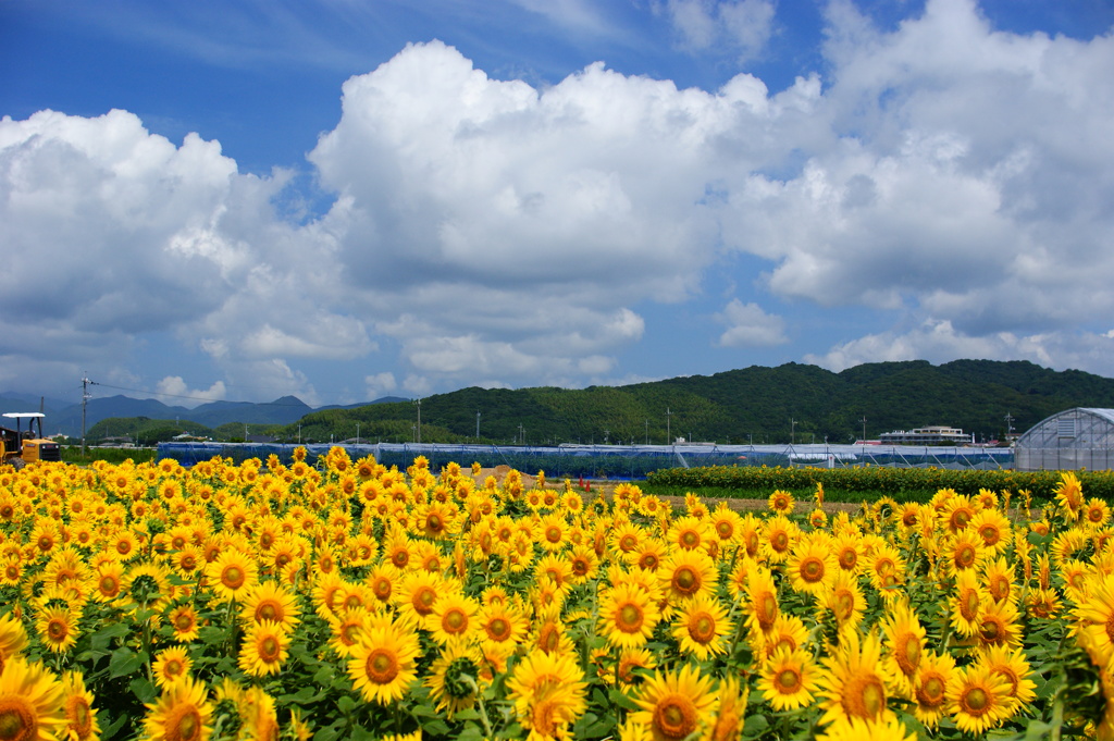 夏空と夏花の海Ⅳ