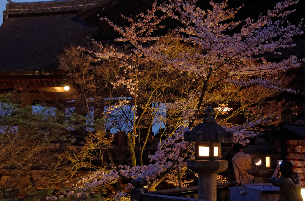 夜桜ライトアップ　Ⅲ