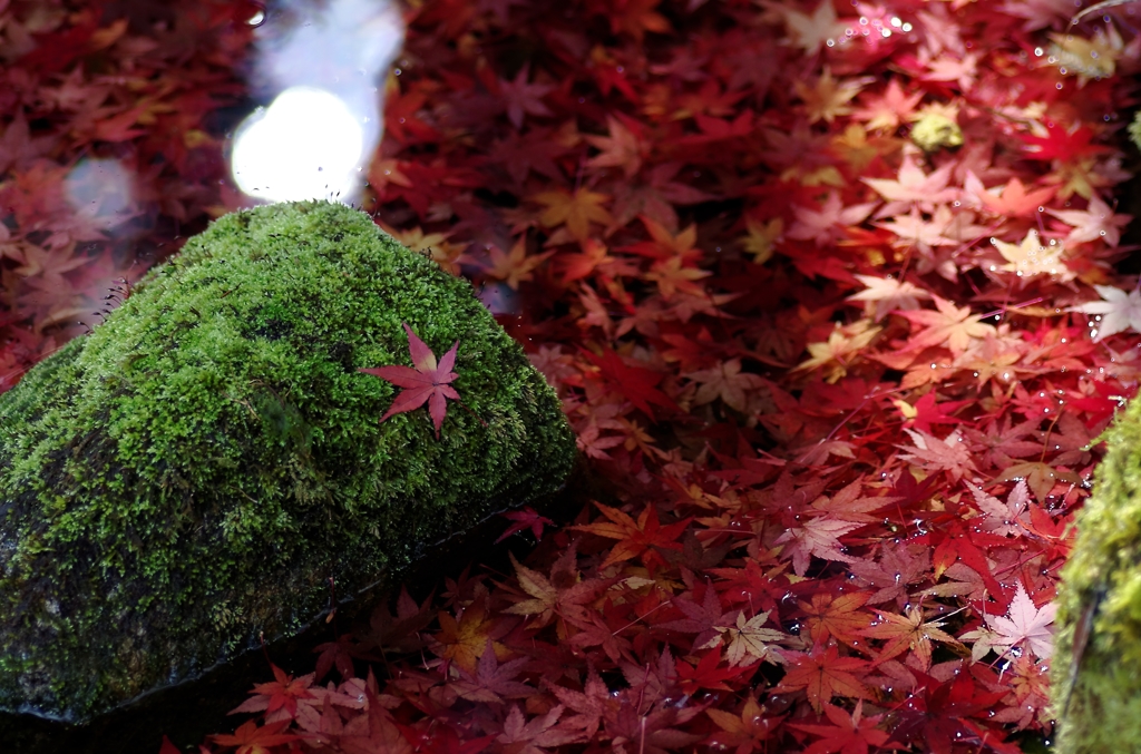 紅葉も終盤・・・水もみじ