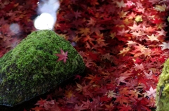 紅葉も終盤・・・水もみじ