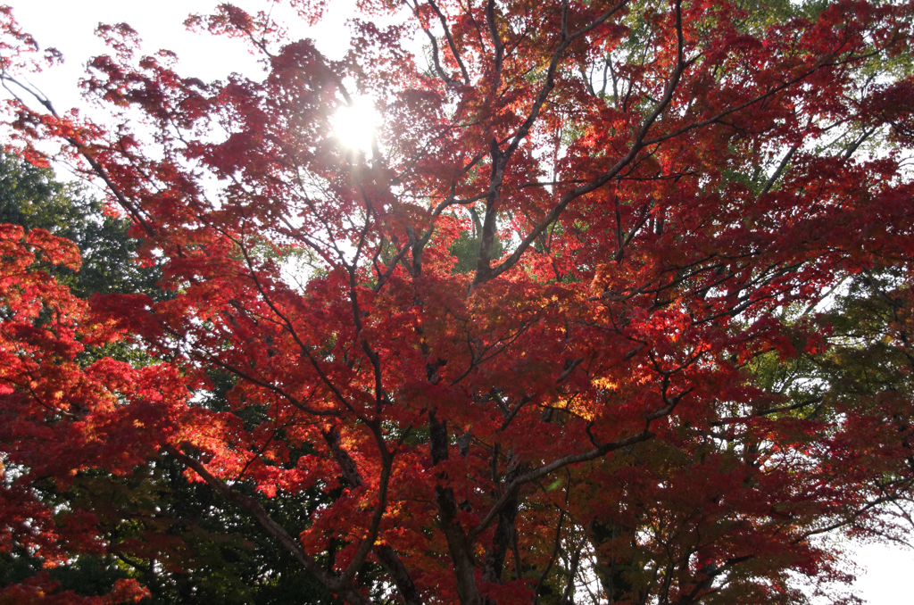 待ち遠しい秋・防府毛利邸Ⅴ